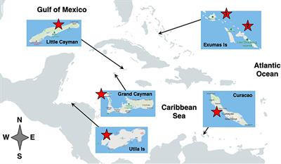 Gorgonians Are Foundation Species on Sponge-Dominated Mesophotic Coral Reefs in the Caribbean